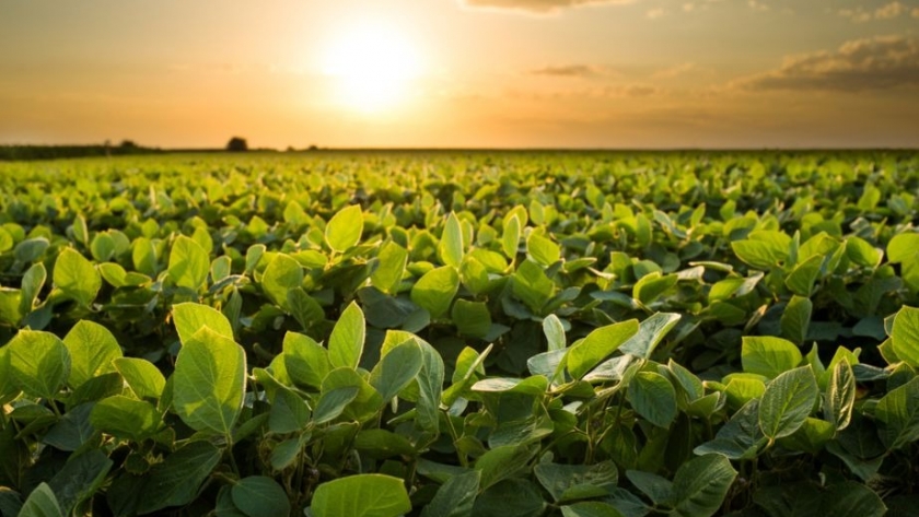 El aumento previsto de la superficie cultivada con soja en EE.UU. sigue añadiendo presión sobre los precios