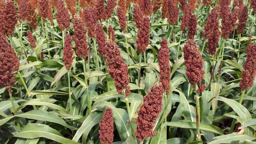 Se proyecta una producción cercana a las 416.000 t de sorgo