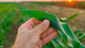 Cuáles son las soluciones tecnológicas de YPF Agro para el maíz tardío