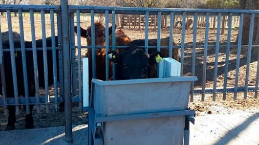 Comederos inteligentes evalúan la conducta de las vacas