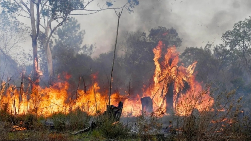 Incendios en Corrientes: más de 25.000 hectáreas arrasadas y productores en alerta