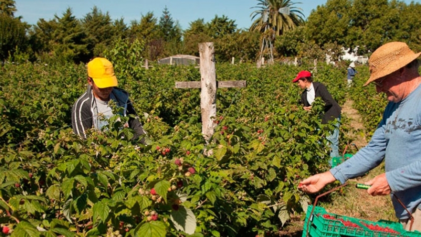 Desarrollan cultivos experimentales de frutilla para incorporar nuevas variedades en Jujuy