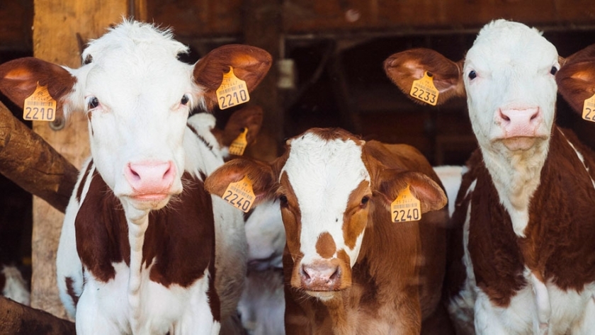 Tristeza bovina: más vale prevenir que curar