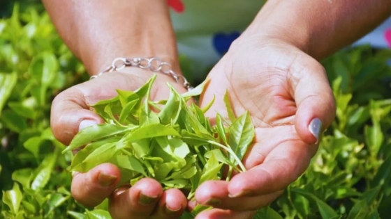 <Dos nuevas variedades de té que se destacan por sus características organolépticas