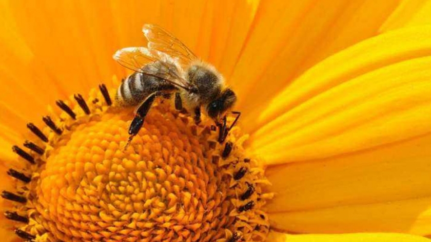 Francia prohíbe dos pesticidas de E.E.U.U. citando el riesgo para las abejas