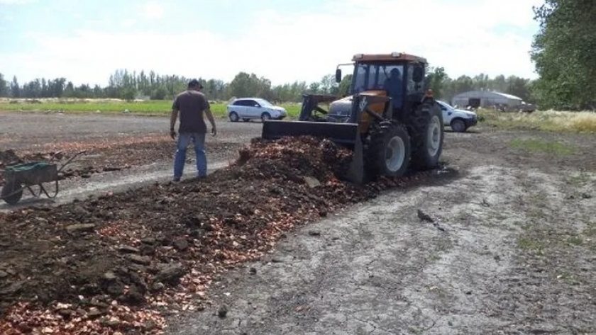 Los desechos de cebolla que se transforman en fertilizante