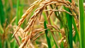 Brasil eliminó aranceles sobre el arroz importado y Argentina aprovecha el mercado más competitivo