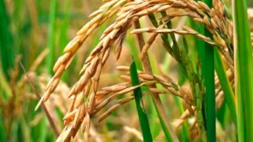 Brasil eliminó aranceles sobre el arroz importado y Argentina aprovecha el mercado más competitivo