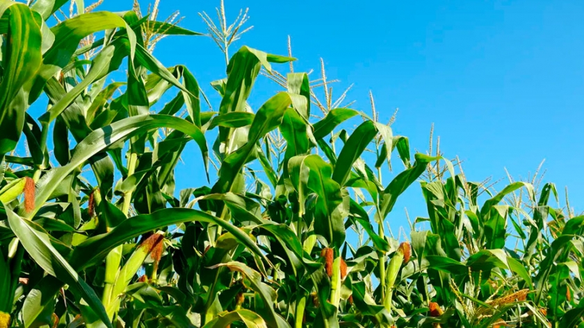 El éxito del manejo nutricional en gramíneas 