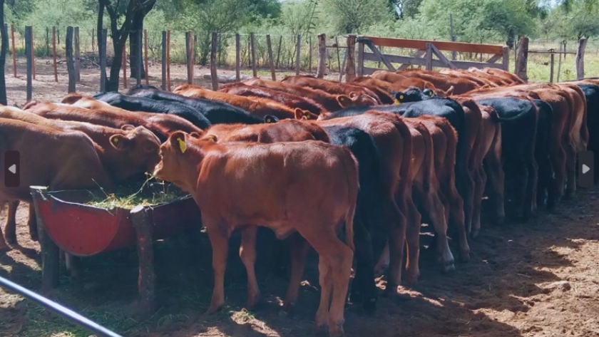 Estrategias de manejo ganadero en los llanos riojanos frente a la sequía