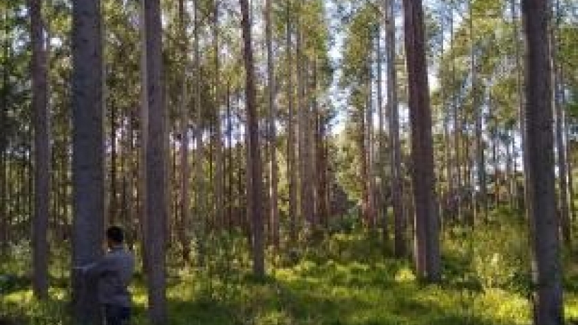 REDFORar: una alianza que busca potenciar y promover el desarrollo forestal