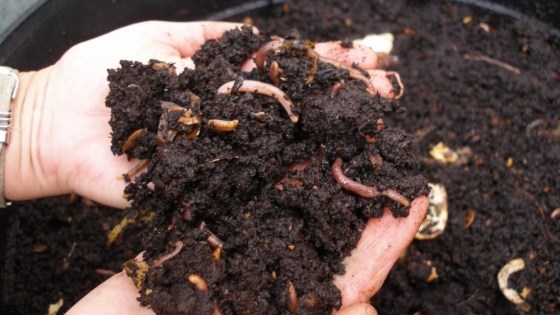 El INTA desarrolla un compost de alta calidad a partir de residuos bovinos y poda urbana