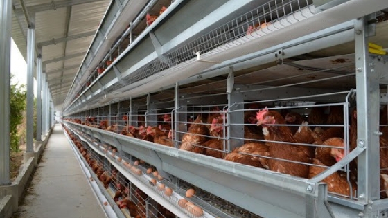 ¿El fin de las jaulas? Las principales alimenticias de la Unión Europea pidieron eliminar la cría de animales bajo métodos de encierro