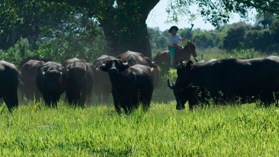 Colombia: en 2020 se espera llegar a más de 484.400 cabezas de bufalinos a nivel nacional