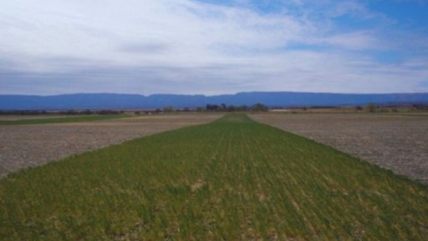 Un cultivo que gana peso en el suelo: la alfalfa aumentó 25% el carbono en campos semiáridos