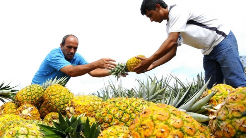Asia y norteamérica, los mercados que están en la mira de la empresa pineapple international
