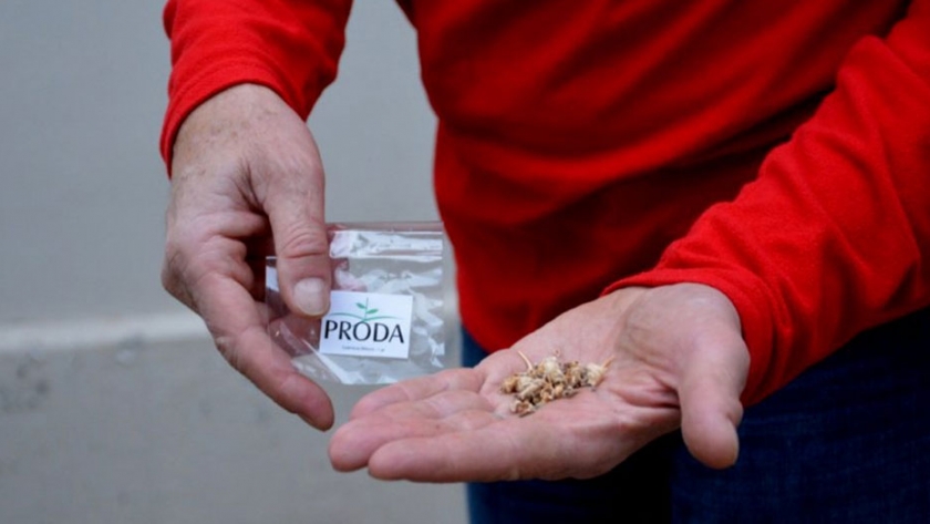 Proda en casa: 600 familias cultivan sus propios alimentos en Centenario