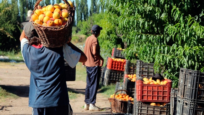 Mendoza busca aumentar la producción de duraznos 