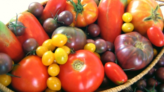 El colorido mundo de los tomates argentinos: variedades que conquistan paladares