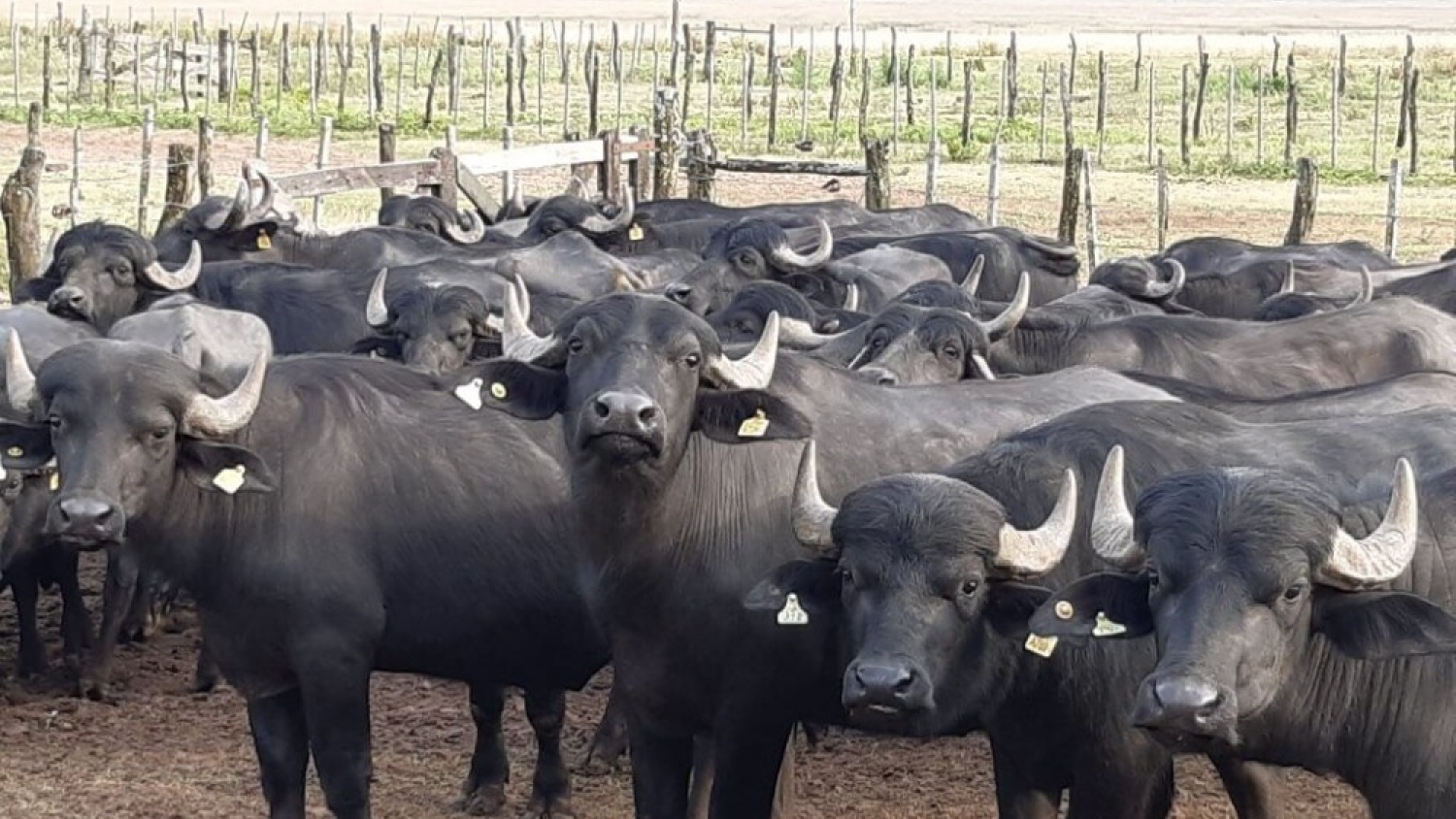 Carne de búfalo: menos grasa, más proteínas y precio más bajo