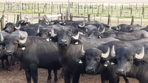 Carne de búfalo: menos grasa, más proteínas y precio más bajo