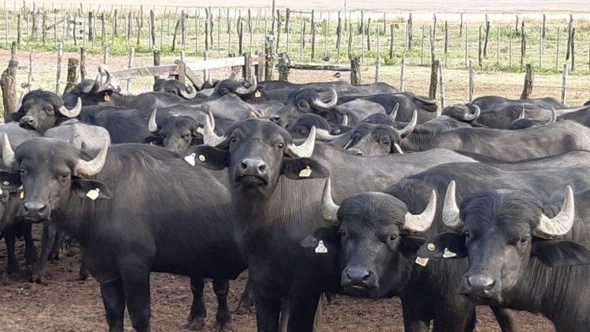 Carne de búfalo: menos grasa, más proteínas y precio más bajo