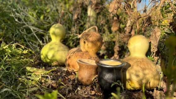 Creó una marca de mates que es furor y apuesta al mejoramiento genético de la calabaza para revolucionar la producción: el agrónomo que diversifica junto a su familia