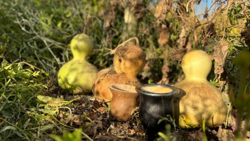 Creó una marca de mates que es furor y apuesta al mejoramiento genético de la calabaza para revolucionar la producción: el agrónomo que diversifica junto a su familia