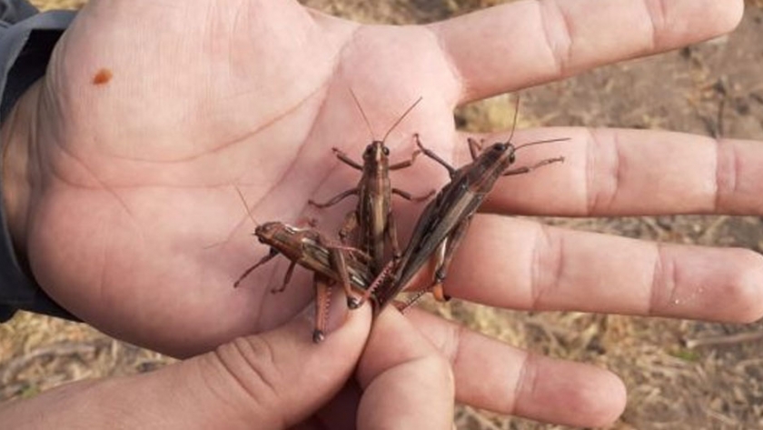 Senasa detectó dos mangas de langostas en el norte