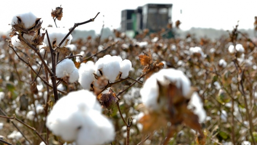 Comenzó la cosecha de algodón en Santa Fe