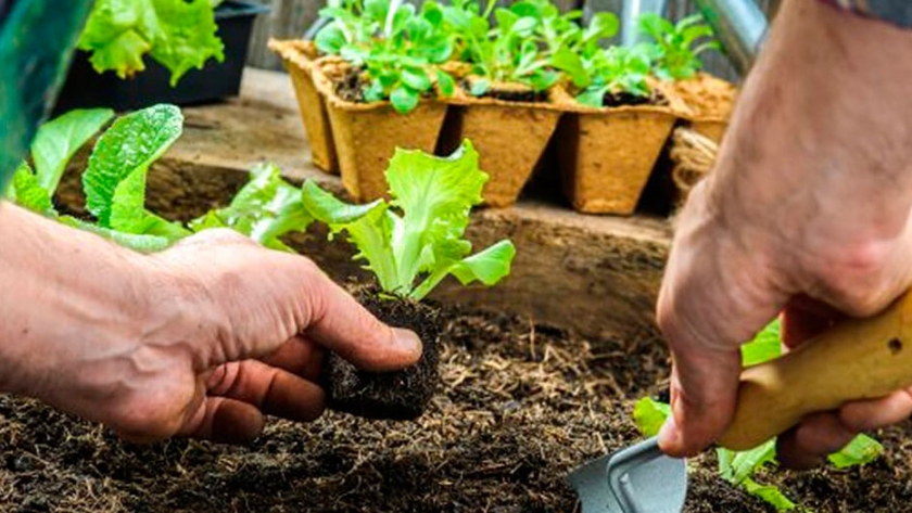 Lechugas de hogar: cómo iniciar la siembra con o sin semillas en forma rápida y simple