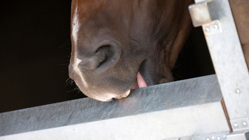 Cuáles son las causas de estrés en los caballos y cómo prevenirlas