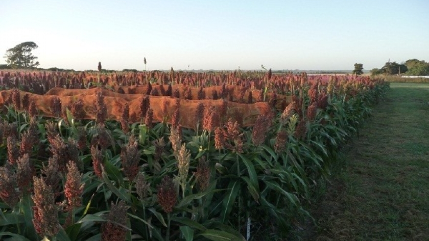 La producción de sorgo se ubicaría en 468.000 t
