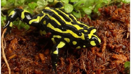 La rana que no salta: su ADN es tres veces más grande que el humano y puede salvar especies en extinción
