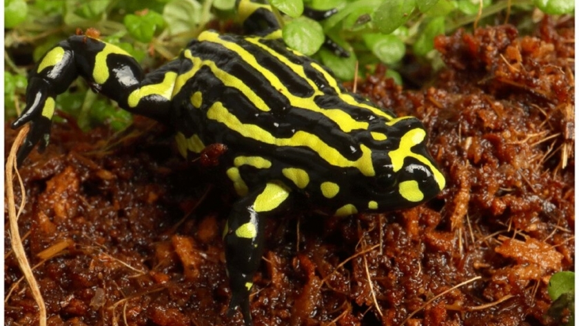 La rana que no salta: su ADN es tres veces más grande que el humano y puede salvar especies en extinción