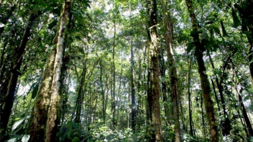 Salta se acerca al cierre del ordenamiento de bosques nativos