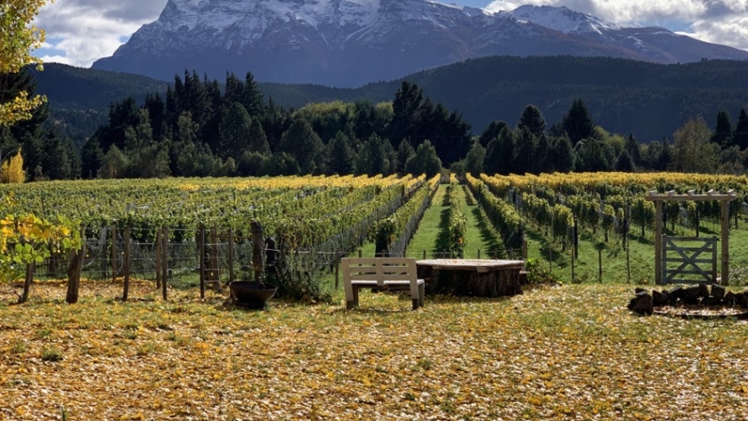 Vinos patagónicos al límite de lo posible