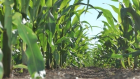 El maíz de primera abarcó el 93 % del área total sembrada