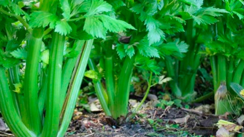 El apio, un cultivo difícil pero no imposible