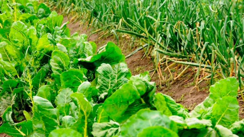 Hortalizas : el 90% de las producciones bonaerenses son cultivos de hoja