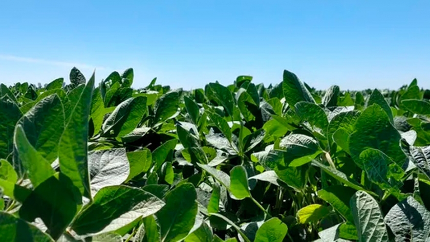 BASF prepara el lanzamiento de 5 nuevas variedades de soja para el 2021