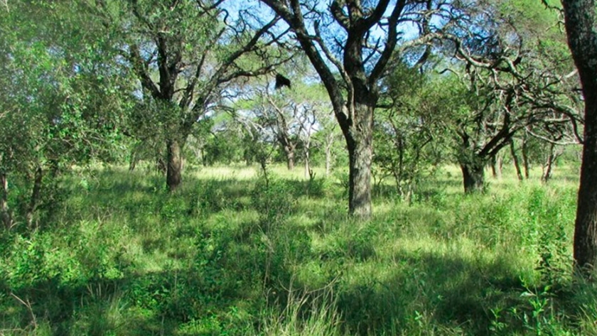 Cómo proteger los bosques nativos de la Argentina