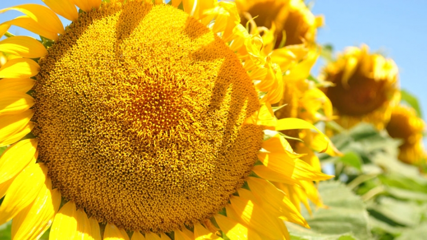 Red Nacional de cultivares de girasol, campaña 2019 - 2020