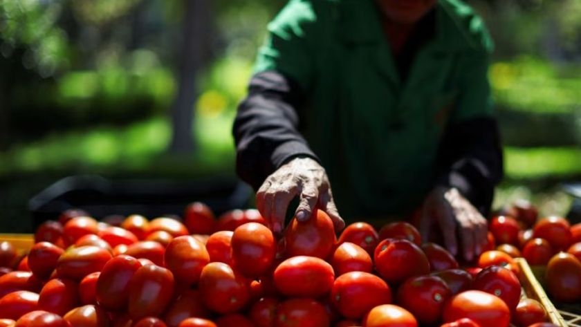 México explora exportar tomate fresco a Japón tras arancel de EE.UU. del 17.09%