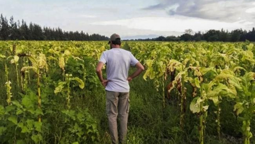 Tabacaleros tucumanos recibirán $132 millones