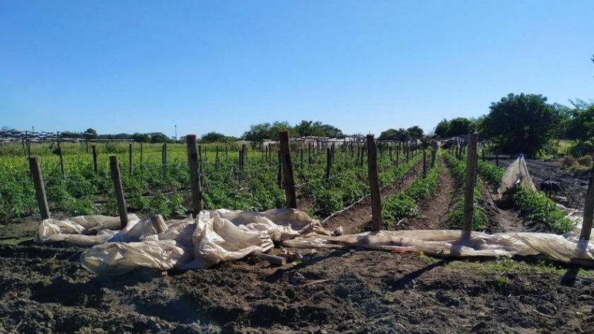 Buenas Prácticas Agrícolas: visitas técnicas en el Cinturón Verde de la ciudad capital