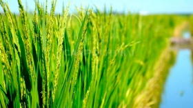 Óptima evolución del arroz en Entre Ríos