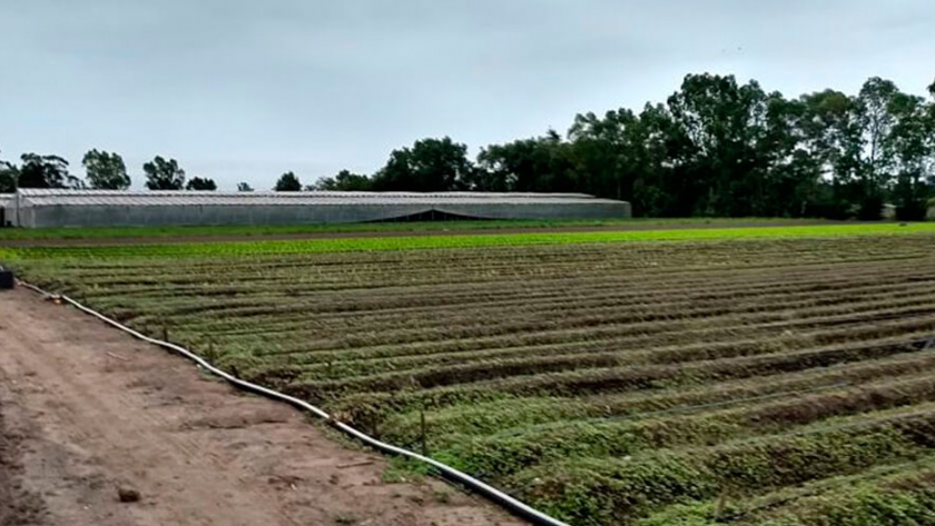 Utilizan abono orgánico para remediar suelos contaminados con pesticidas