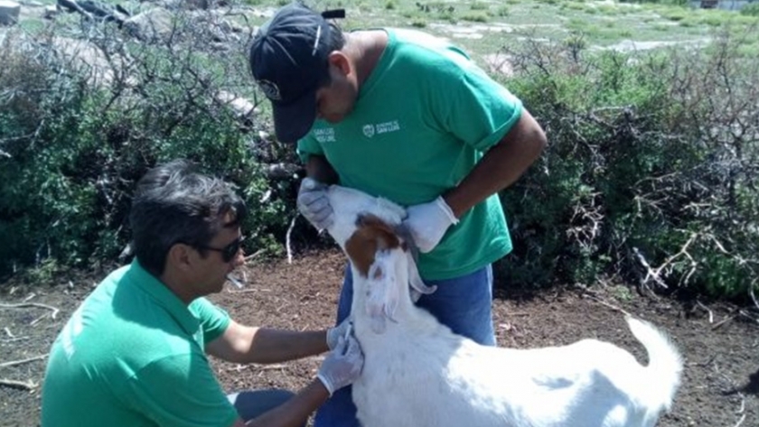 Plan Caprino: iniciaron las tareas sanitarias anuales 
