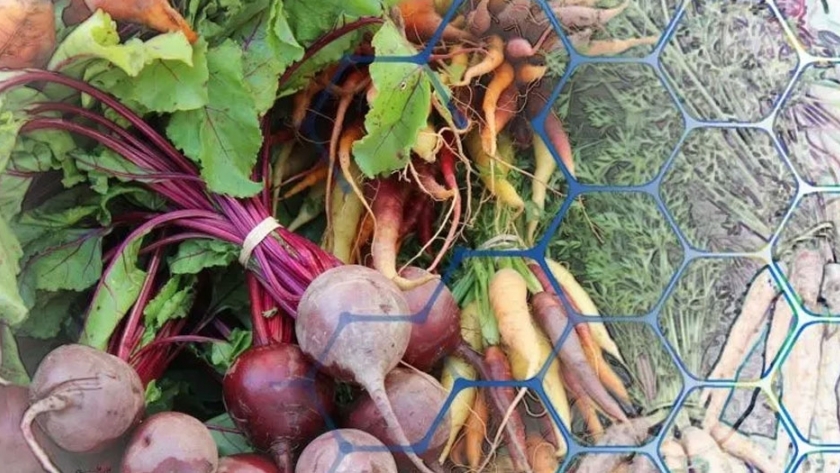 Asia impulsa el desarrollo blockchain en su agricultura